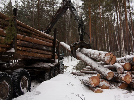 Доход в федеральный и областной бюджеты от платы за использование лесов Ярославской области в 2019 году вырос на 10% 