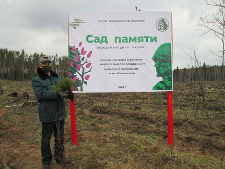 Более 210 тысяч деревьев и кустарников высадили  во Владимирской области в ходе проведения акции «Сад памяти»