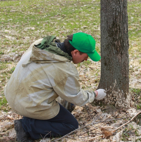 В лесах Пензенской области будут усилены наблюдения за листогрызущими насекомыми