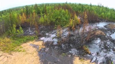 На Ямале выявлено более 300 нарушений в рамках государственного лесного контроля