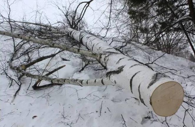 Реальный срок грозит жителю Бурятии за незаконную рубку в национальном парке