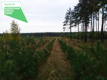 V regionu Bryansk byly shrnuty výsledky zalesňovacích činností prováděných v rámci regionálního projektu „Zachování lesů“ po dobu 7 měsíců roku 2020.