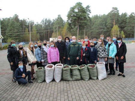 Школьные лесничества Брянской области принимают участие в заготовке семян