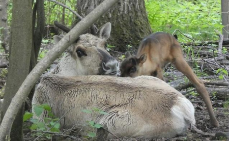 Первое потомство появилось у вольных северных оленей в Керженском заповеднике