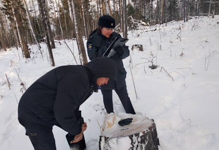 Штраф в размере одного миллиона рублей заплатил житель Красноярского края за незаконную вырубку леса