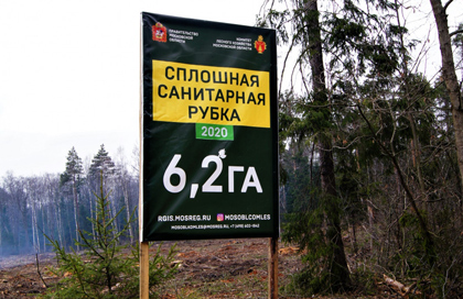 В  лесах Московской области продолжаются санитарно-оздоровительные мероприятия