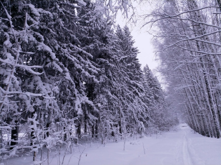 В Сибирском федеральном округе прогнозируется напряженная лесопатологическая ситуация