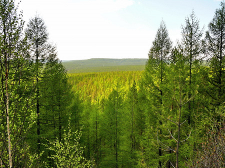 Рослесозащита направит группу лесопатологов для обследования лесов Якутии
