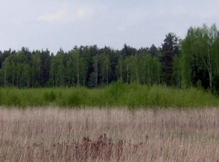 У частных лесов в России есть перспективы