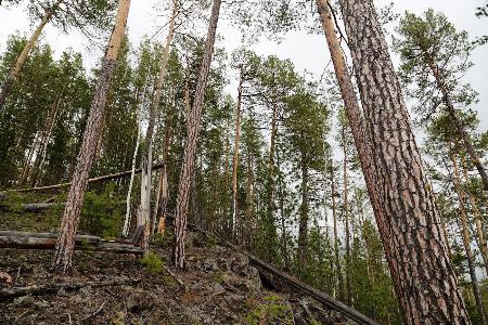 Иркутская область одобрила рекомендации по сохранению биоразнообразия при рубках