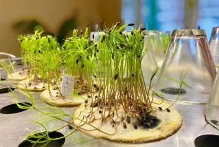 Самарские лесники в рамках нацпроекта «Экология» заготовили более 10 тонн семян лесных растений