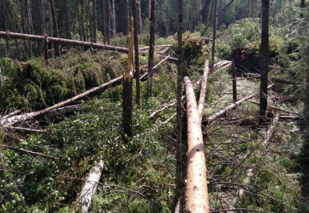 Лесники Костромской области оценивают последствия природных явлений