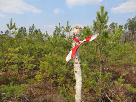 В Смоленском регионе завершены обследования 13-ти объектов воспроизводства лесов
