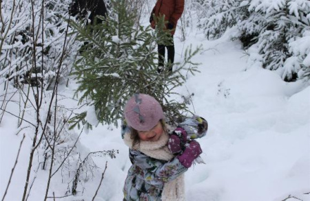 Более шестисот жителей Подмосковья предпочли новогодние ели из лесных питомников
