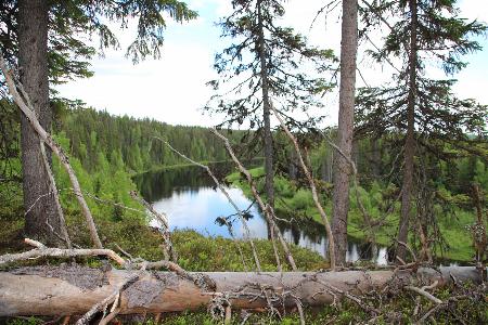 Защита таежных лесов Баренц-региона: возможности и ограничения
