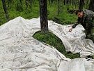 В Иркутске планируют мероприятия по уничтожению или подавлению численности сибирского шелкопряда