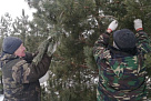 В лесничествах Воронежской области собрали 20 тонн шишек