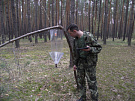 Феромонный надзор за вершинным короедом в сосновых древостоях Воронежской области 