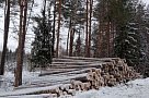 В Брянской области сотрудниками Дятьковского лесничества выявлены нарушения правил заготовки древесины