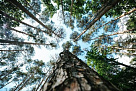 Утвержден стандарт системы «Лесной эталон» «Группы по лесоуправлению»