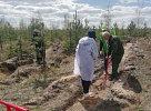 Добровольцы помогают восстанавливать подмосковные леса