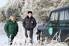 Управлением лесами Брянской области подведены итоги охраны новогодних елей